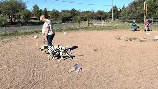 AKC VIRTUAL RALLY NOVICE COURSE # 2 - RNV2 with Karen and Cali