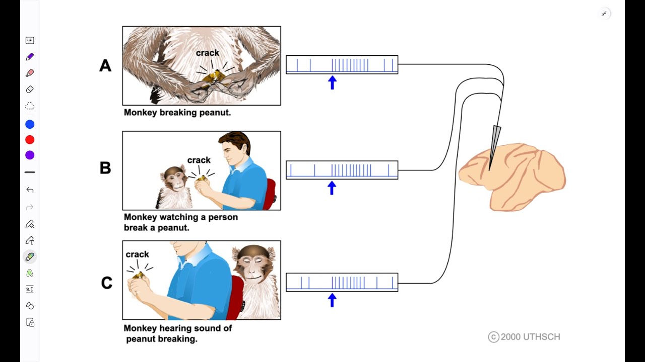 Neuro series: Cerebral hemisphere 4 || Motor control at cortical level