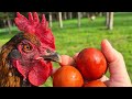 Les meilleures poules pondeuses - La poule Marans