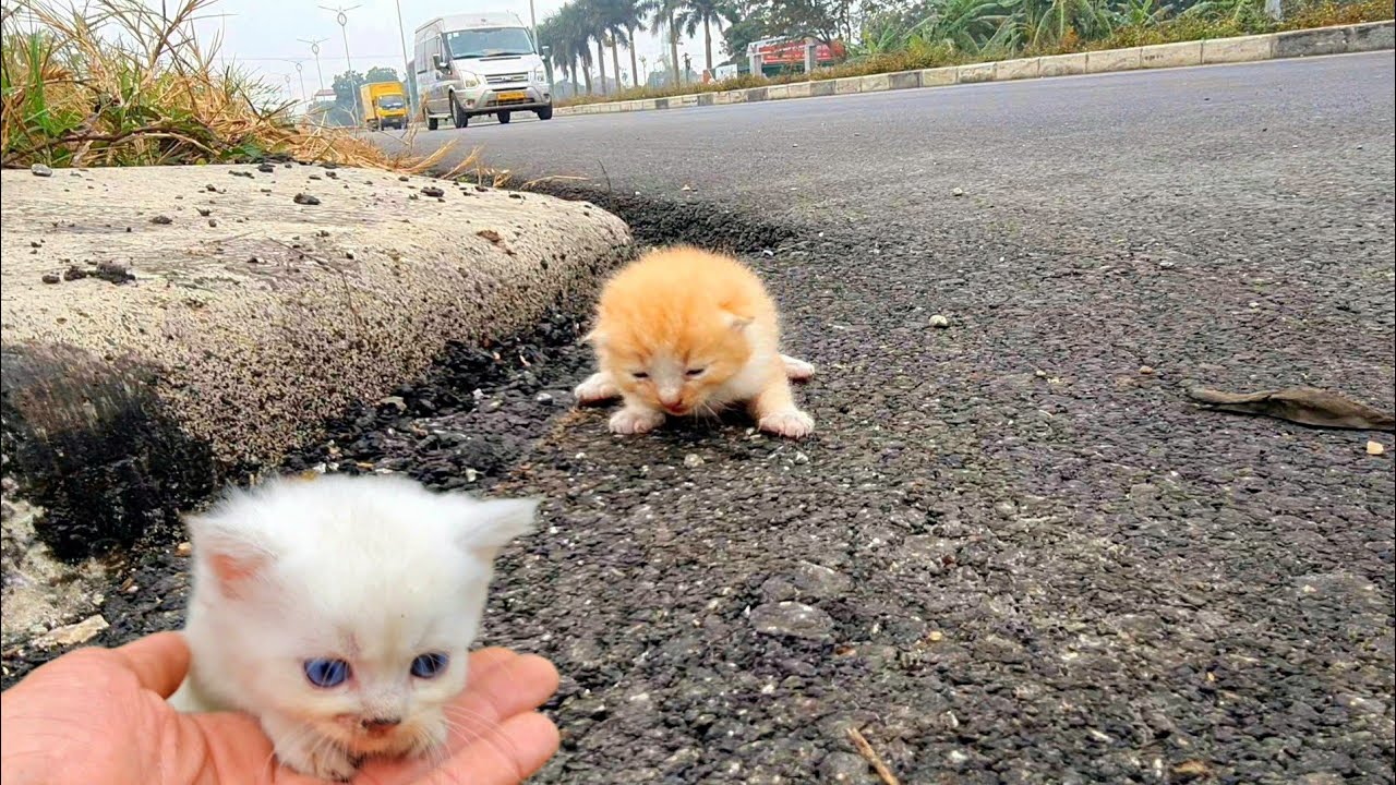 the smallest kittens meow, Find the mother cat, We have rescued! many of the smalles cute