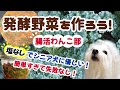 【犬ごはん・手作り食】簡単すぎ！犬のための発酵野菜作り・塩分不使用で心臓病・腎臓病の子にも安心！　World Easiest Way to Make Fermented Veggie for Dogs