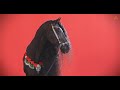 Animalia - The Horses grace the studio