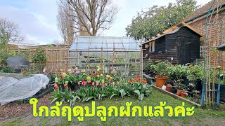 สวนผักหลังบ้านตื่นจากอากาศหนาว ดอกทิวลิปเริ่มบาน🌷🌷 อนุบาลกล้าผักในกรีนเฮ้าส์ 🌱🌱 (31 March 2024)