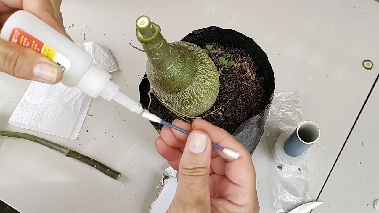 Enxerto de COLA na rosa do deserto. PASSO A PASSO.