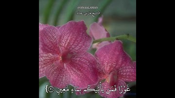 تلاوه خاشعه الشيخ فارس عباد حالات واتساب من سورة الملك