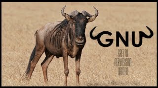 GNU Grezzo Nervosismo Urbano - Le mail degli Enti pubblici