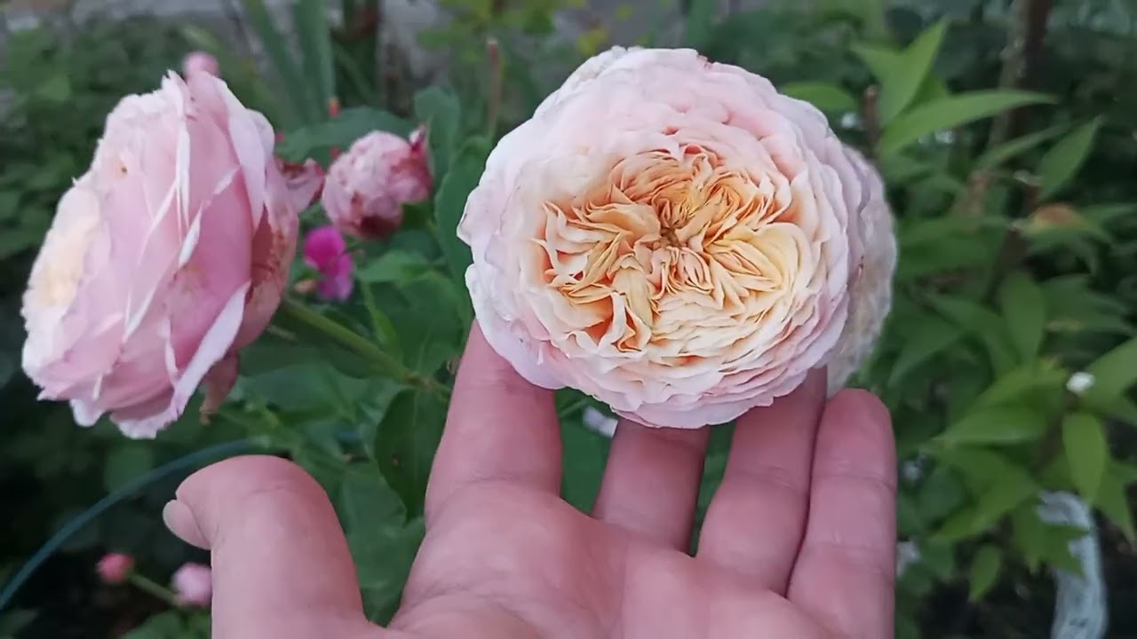 Прогулянка з комарами😂Троянди починають другу хвилю 