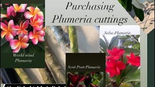 Buying plumeria cutting online, where I buy plumeria, How I check quality of Plumeria cutting PART 1
