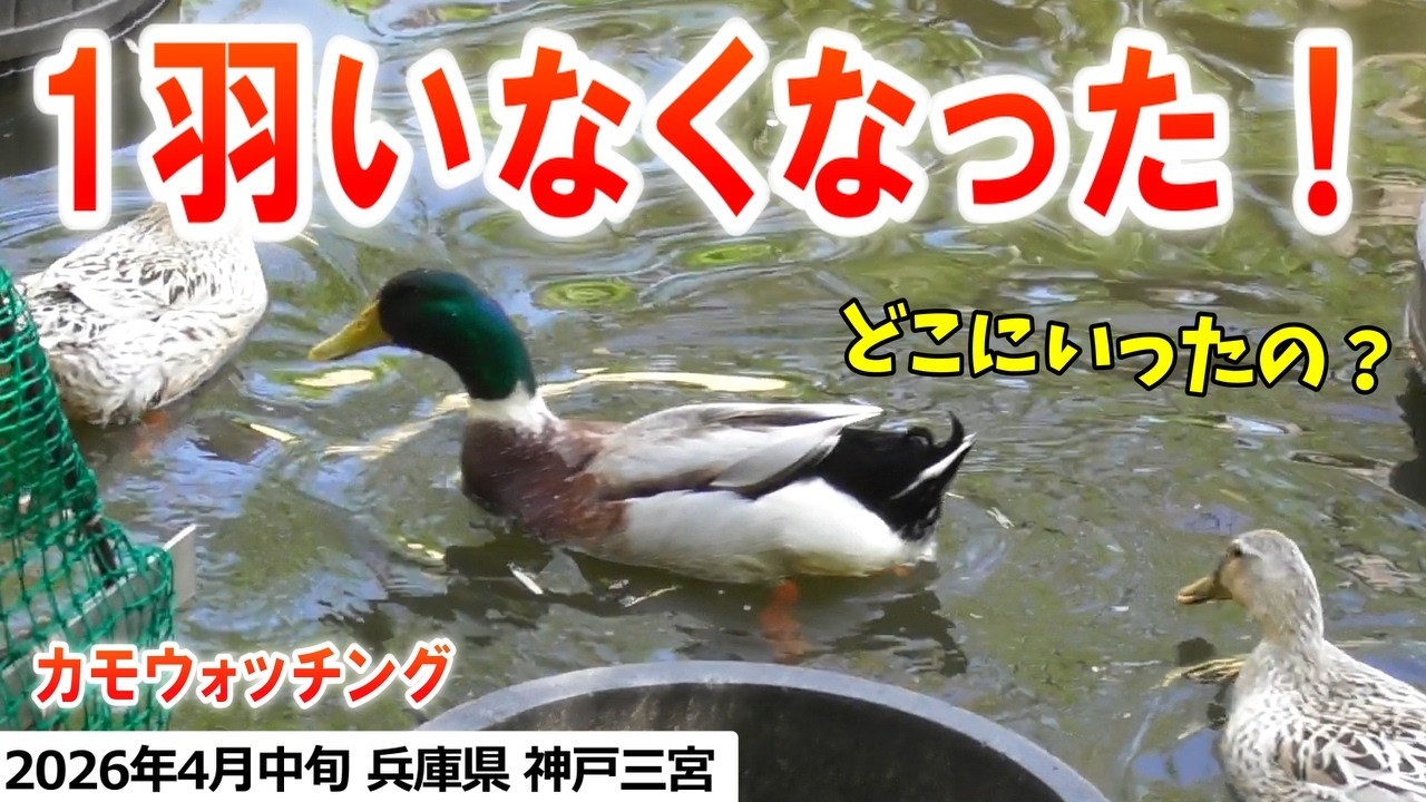 2026年4月中旬 カモウォッチング in 生田神社 （アオクビアヒル