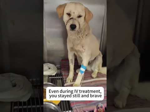 Dog Rescue I Found Him With His Mouth Wired Shut