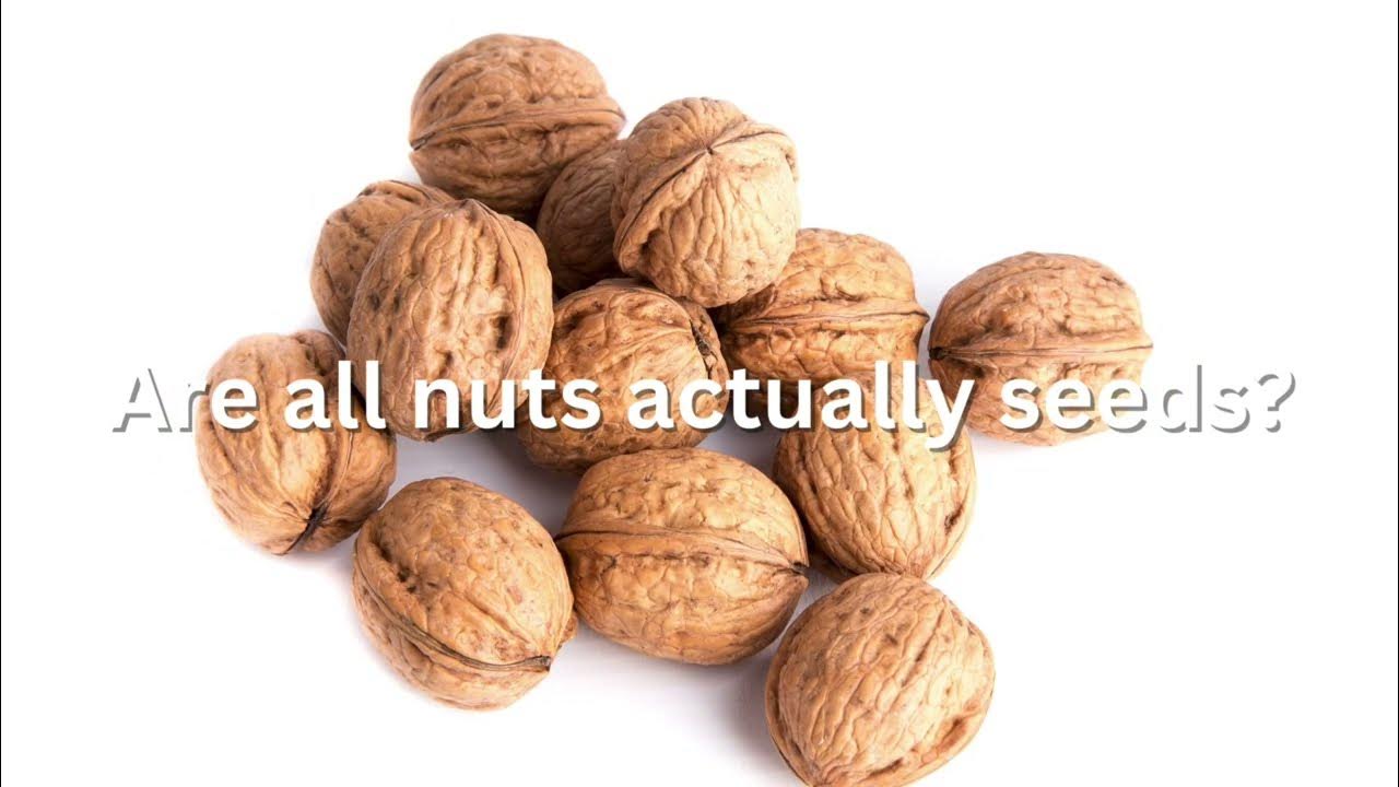 Are all nuts actually seeds?... facts extended sixsecondfact YouTube