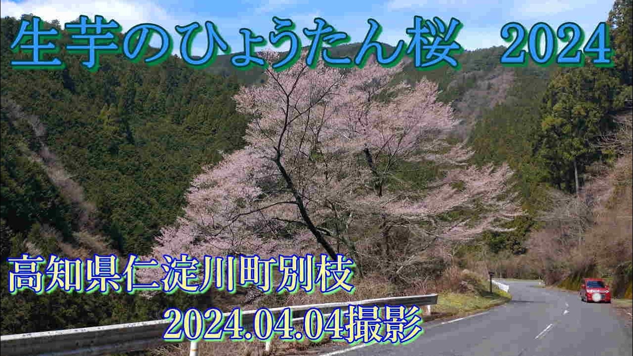 生芋のひょうたん桜　2024.04.04撮影
