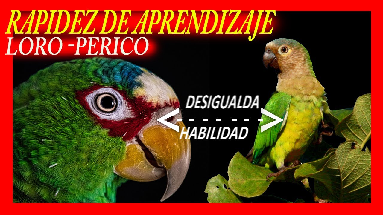 Diferencia entre un loro y un perico al momento de hablar ¿Cual habla