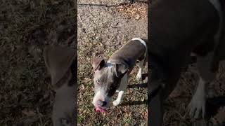 Meet 82470A Lynne A Terrier, American Staffordshire Currently Available For Adoption 4302025 901