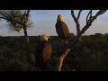 Bald Eagles Samson And Gabby Return To The NEFL Nest