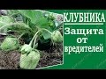 Урожай клубники. Самый простой способ спасти  ягоды от вредителей.