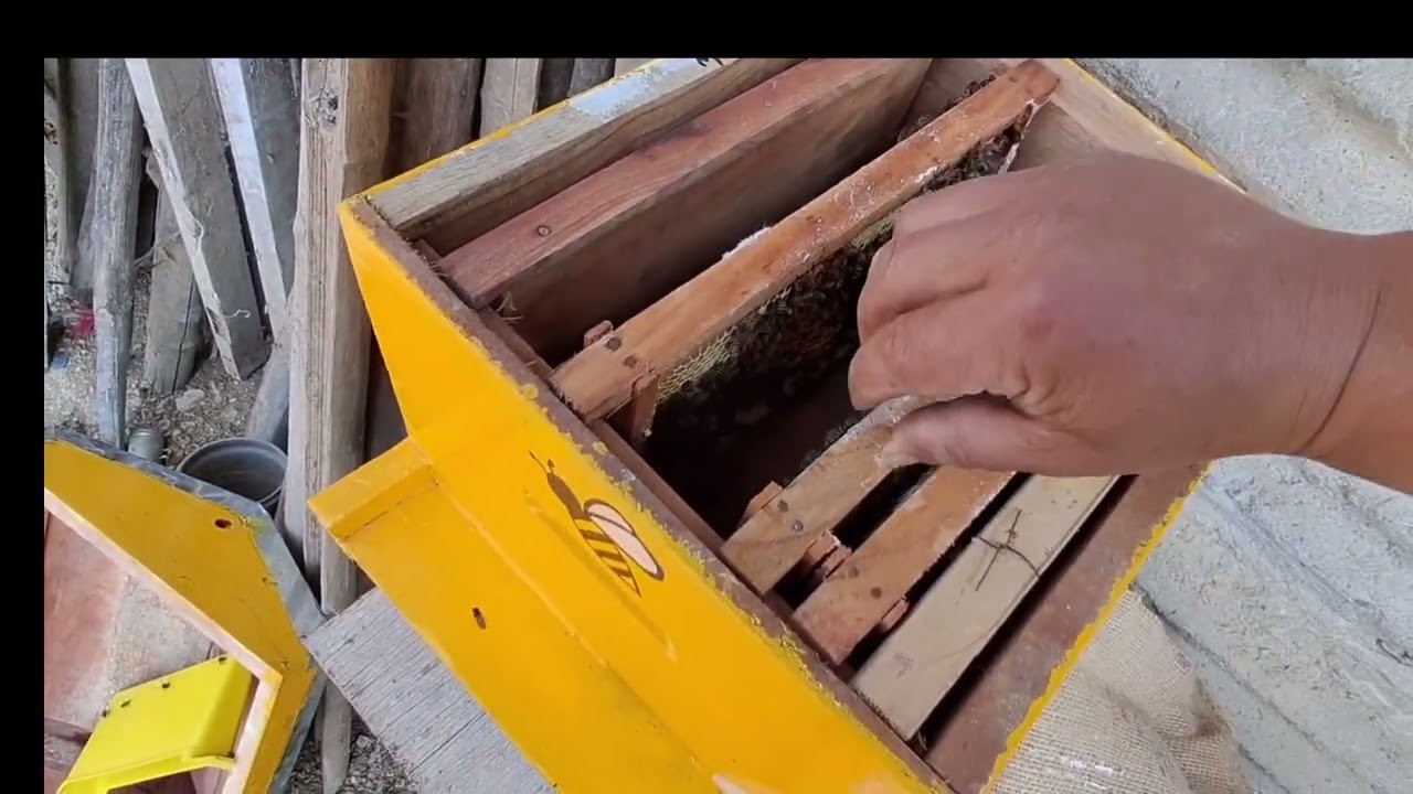 Now session is coming give extra wex set frem 