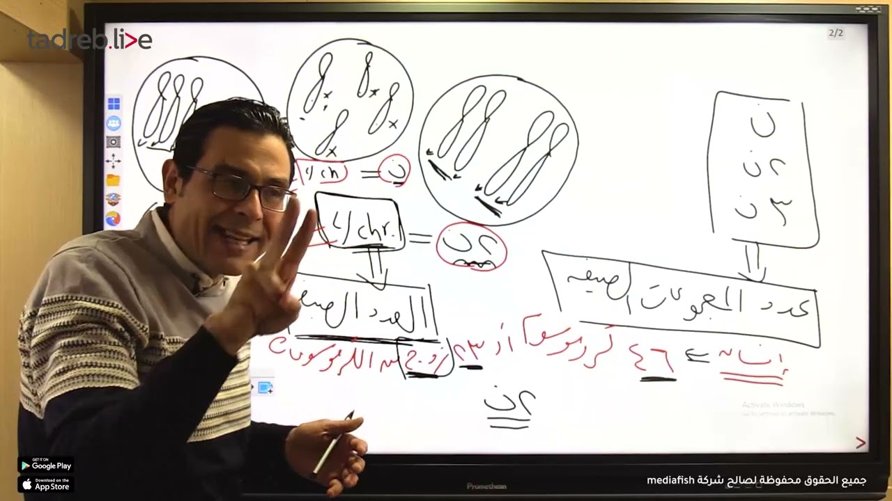 الجزء التناسلي الذكري  تكوين الحيوانات المنويه