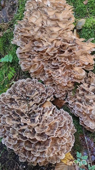 ШОК. СЧАСТЬЕ ГРИБНИКА. Грибы из Красной книги. ГРИБ БАРАН #shorts - YouTube