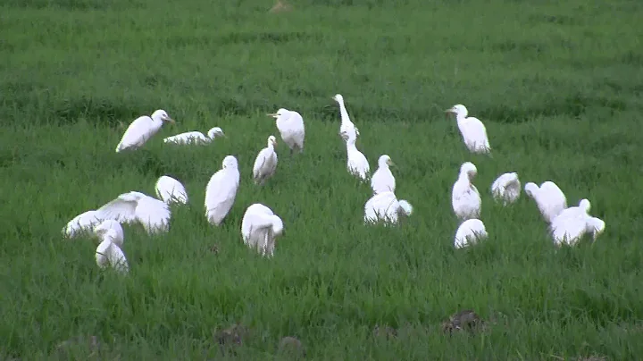 Wonderful School of Cattle Egret (Bubulcus ibis) closeup video - DayDayNews