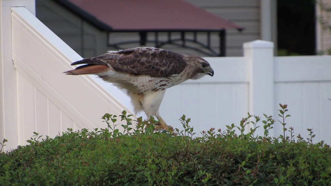 Hawk eats baby bird YouTube