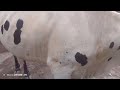 Hamari Gali ki pahli cow#yt shorts#trending shorts #Bakra Eid #shorts#viral#cow#shorts feed