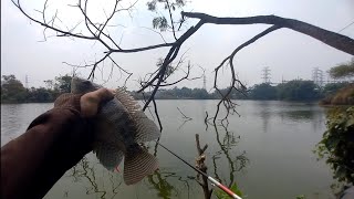 TARIKANNYA KUAT... MOMEN TARIKAN KUAT DARI INDUKAN,BUAT SENAR BERSUARA.. 