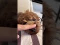 犬の鼻を突きまくったら…