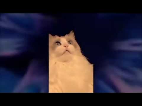 Psychodelic Stoner Cat