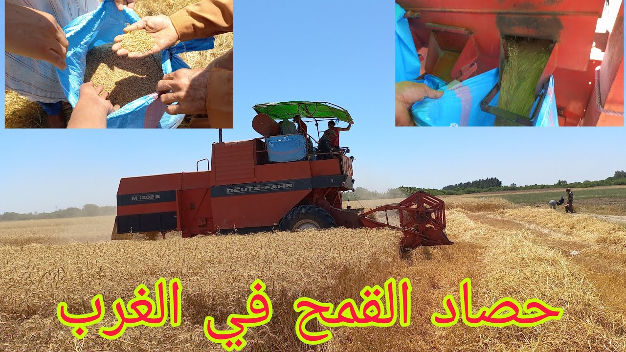 حصاد القمح في الغرب المغرب خيرات تبرك الله احسن جودة القمح 🇲🇦🇲🇦🇲🇦🇲🇦