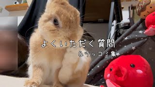 よくいただく質問集。うさ飼いあるある。