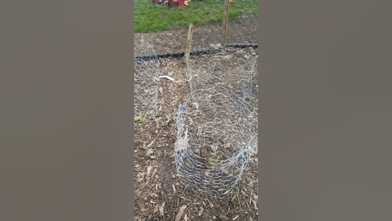 making chicken wire cages YouTube
