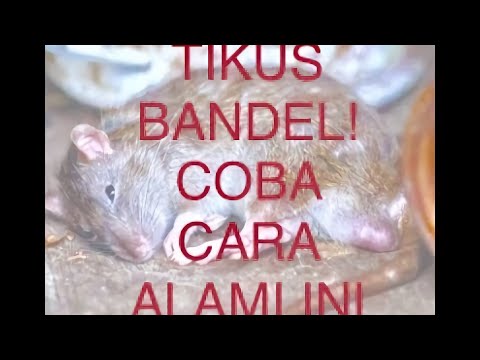 Tikus Bandel ?,begini cara tradisional mengusir tikus Tikus Bandel ?,begini cara tradisional mengusir tikus