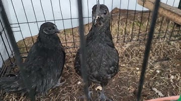 Ayam Cemani - Qaib Nkaj