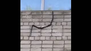 В Самаре на фасаде жилого дома заметили змею, которая пыталась пробраться в дом