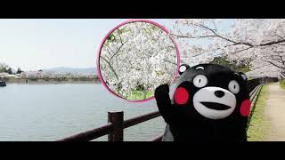 KUMAMON SAKURA HOOP #Kumamoto