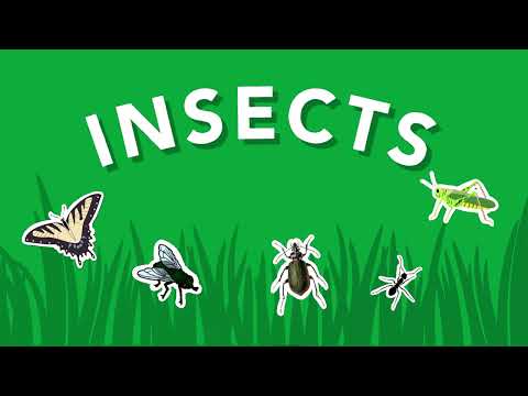 Video: Este o insectă un animal?