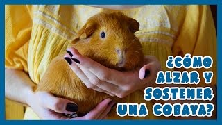 Cómo Alzar Y Sostener Una Cobaya? Información Consejos Tutorial
