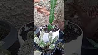 #teu #nada #plantas #frasemotivacao #suculentas #prosperidadedivina #plants #soufeliz #bomdia #jardi