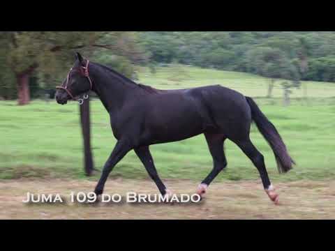 LOTE 18 - Juma 109 do Brumado