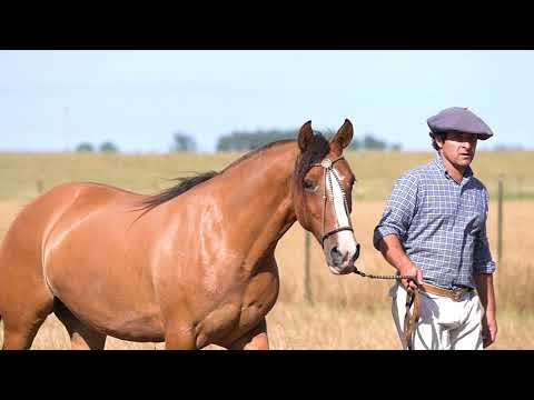 Lote 22 - Cataluña Dona Flor