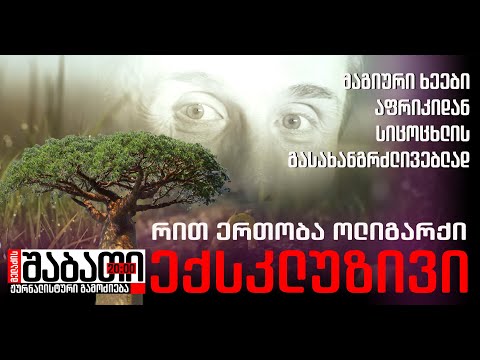 მაგიური ხეები აფრიკიდან - რით ერთობა ჩვენი ოლიგარქი