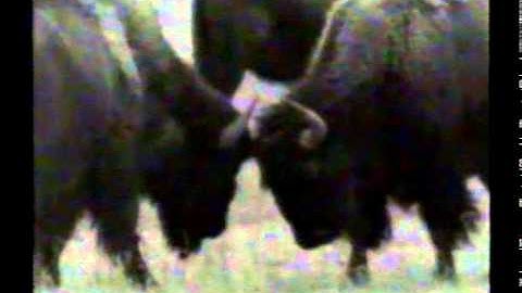 U2 - One, RARE David Wojnarowicz Buffalo Version (1992)