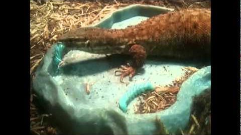 what to feed your ackie monitor part II