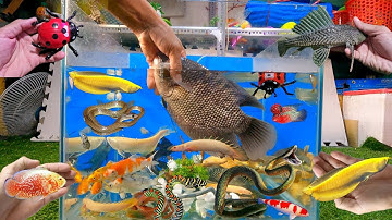 Tổng hợp các loại cá cảnh đẹp, cá săn mồi, cá rồng, cá la hán, cá tai tượng, rắn