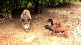 Bavarian Mountain Hounds In a hog enclosure / V diviacom oplotku - Bavorsky farbiar