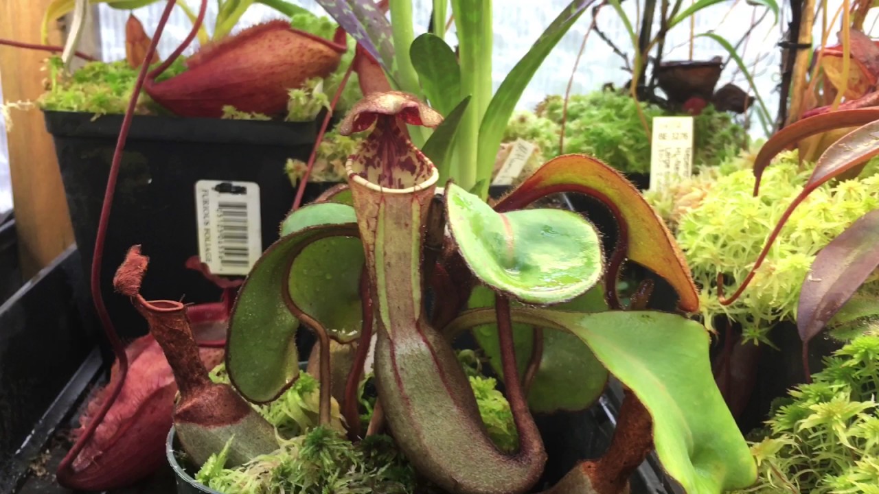 NEPENTHES CARE NEPENTHES CLIPEATA CARE TIPS And HOW I GROW THIS 
