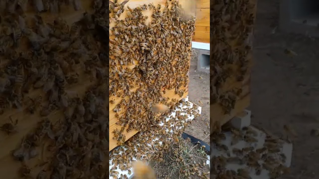 Bees active on the front of the hive