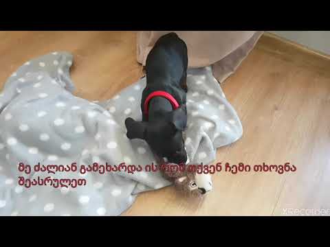 ჯესის დღიური 2. განრიგი