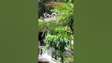 Viêm họng đau nhức xương khớp thì hãy tìm hiểu loài cây khế nay